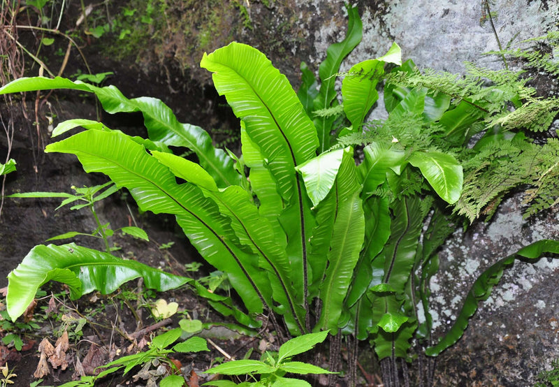 asplenium scolopendrium angustatum marginal pond plants bp011