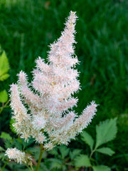 astilbe avalanche marginal pond plants bp012