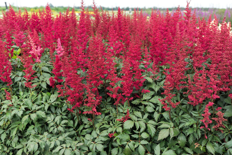 astilbe burgundy red marginal pond plants bp013a