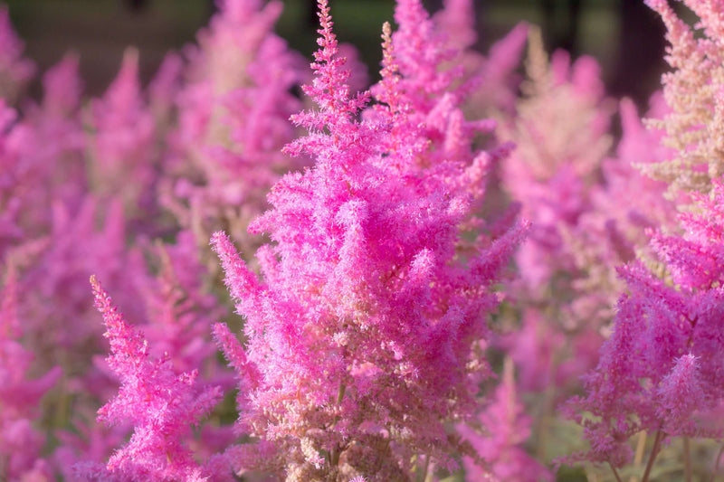astilbe pink erika marginal pond plants bp013