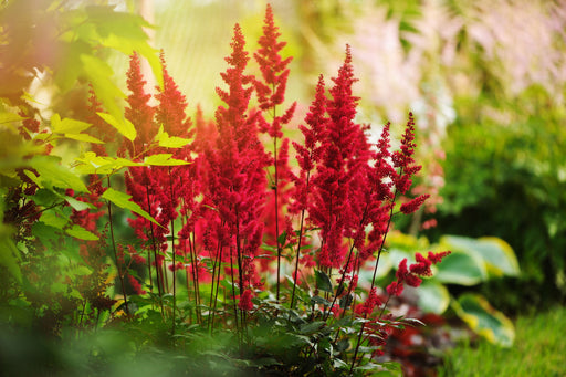 astilbe red baron false goats beard marginal pond plants bp015