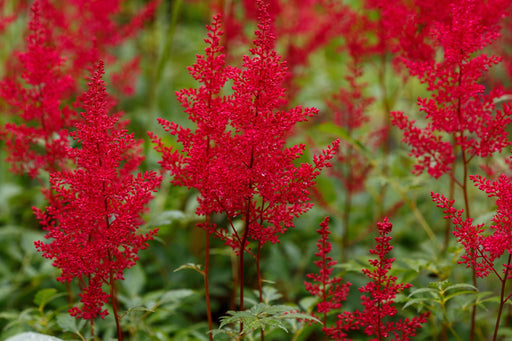 astilbe red baron false goats beard marginal pond plants bp015