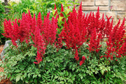 astilbe red baron false goats beard marginal pond plants bp015