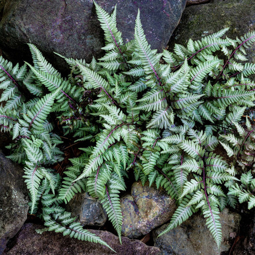 athyrium niponicum ursulas red marginal pond plants bp018