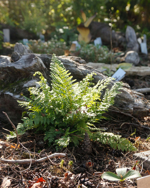 athyrium otophorum okanum marginal pond plants bp019