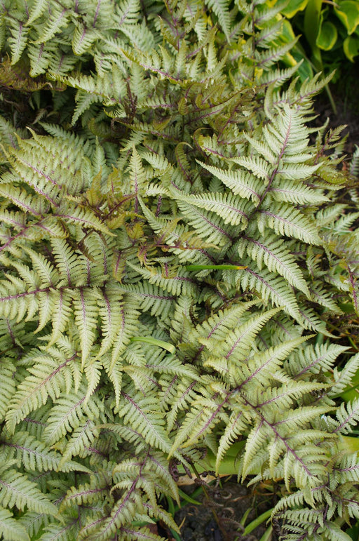 athyrium niponicum metallicum marginal pond plants bp016