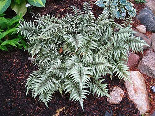 athyrium niponicum metallicum marginal pond plants bp016