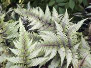 athyrium niponicum pewter lace marginal pond plants bp017