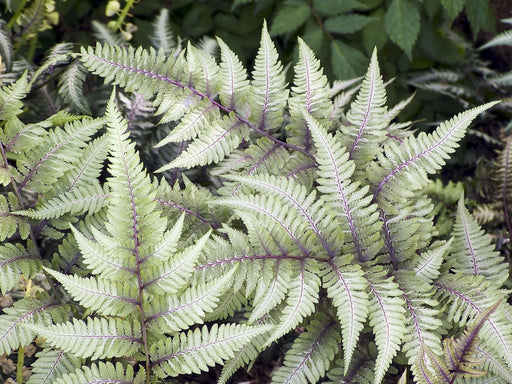 athyrium niponicum pewter lace marginal pond plants bp017
