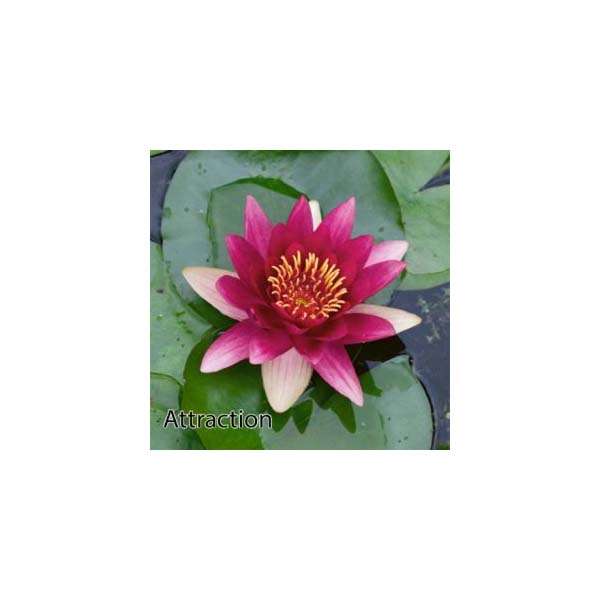 Nymphaea 'Attraction'