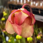 Sarracenia Johnny Marr