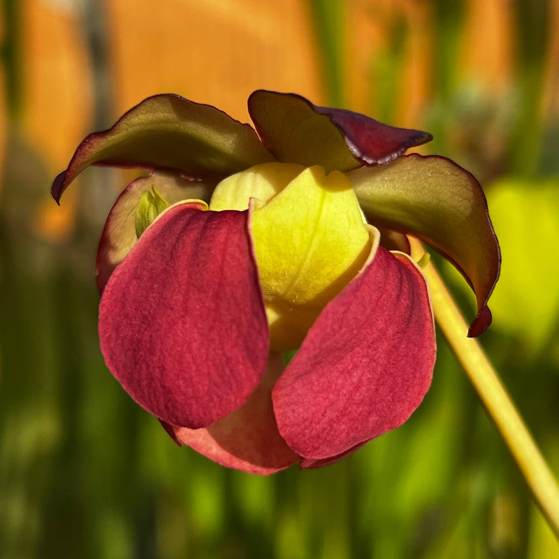 Sarracenia purpurea subsp. purpurea (County Roscommon, Ireland)