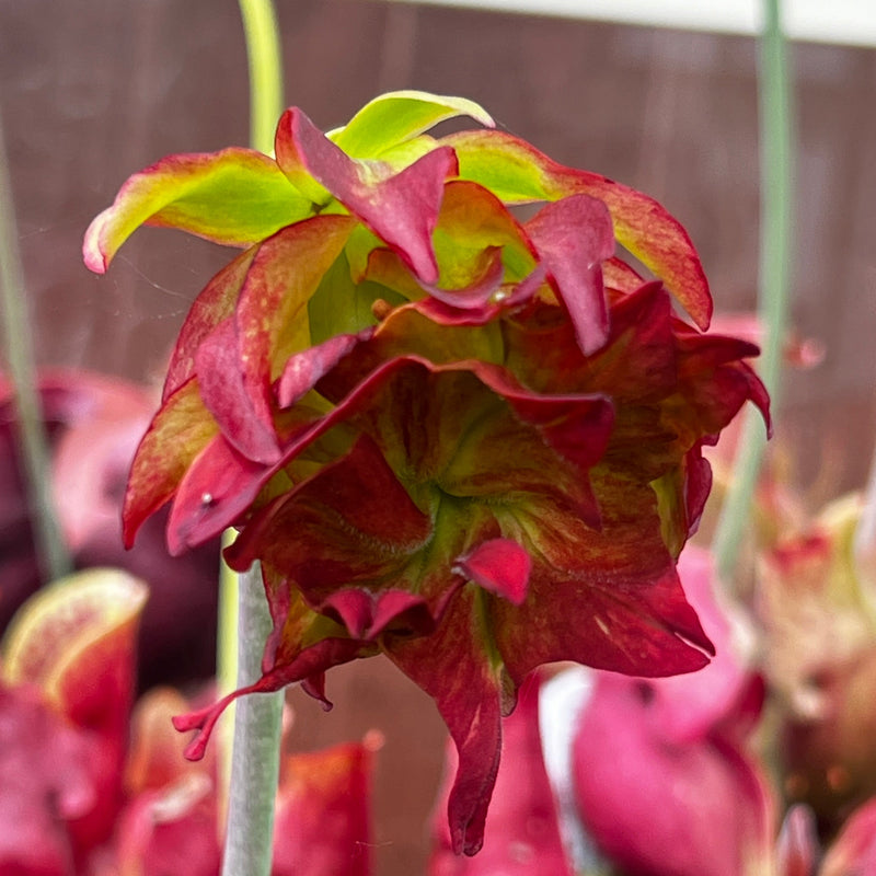 Sarracenia leucophylla 'Tarnok'