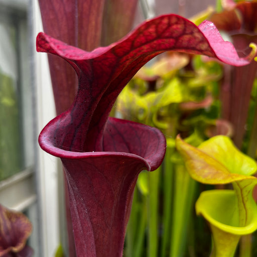 Sarracenia flava var. atropurpurea (Santa Rosa Beach, Walton County, Florida)