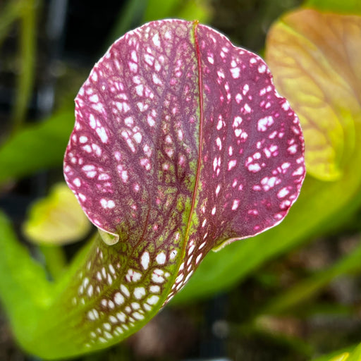 Sarracenia × excellens - Adrian Slack Form MS-SH024