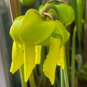 Sarracenia flava var. cuprea (Exum, North Carolina) MK-F131A