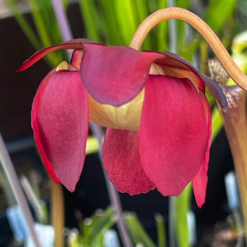 Sarracenia purpurea 'Belly of Blood'