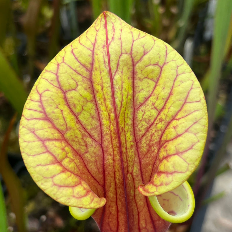 Sarracenia oreophila X flava var. ornata 'Chou-Necktie' No. 20 MK-H287