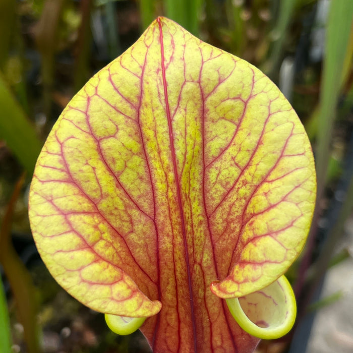 Sarracenia oreophila X flava var. ornata 'Chou-Necktie' No. 20 MK-H287