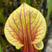 Sarracenia oreophila X flava var. ornata 'Chou-Necktie' No. 20 MK-H287