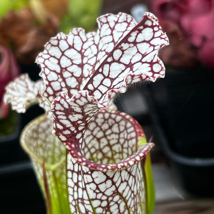 Sarracenia leucophylla var. leucophylla - Purple & White Giant