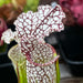 Sarracenia leucophylla var. leucophylla - Purple & White Giant