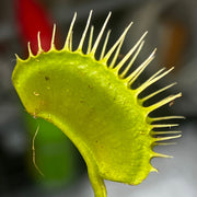 Dionaea muscipula 'Red Bull'
