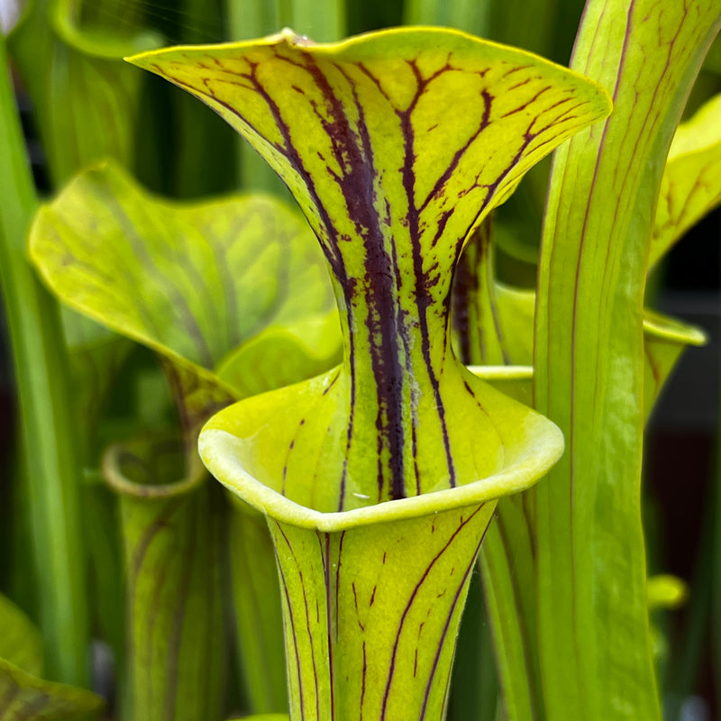 Sarracenia flava var. ornata (Green Swamp, North Carolina) MS-F433