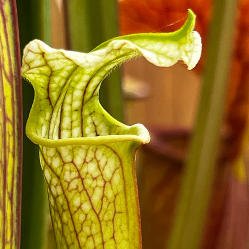 Sarracenia × areolata 'October Hope'