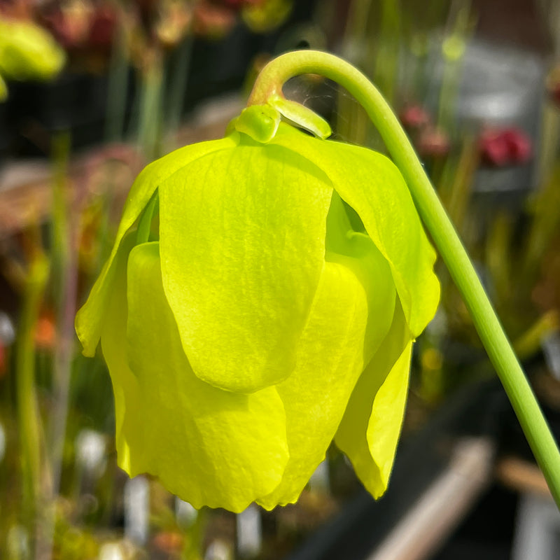 Sarracenia × moorei 'Welsh Dragon'