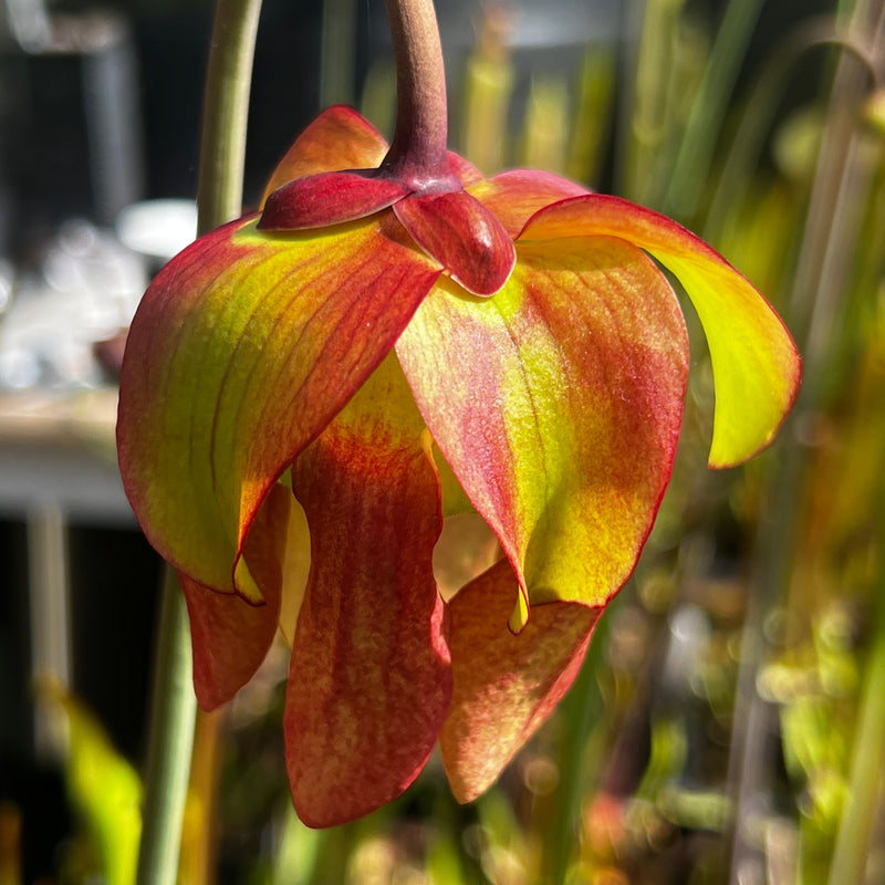Sarracenia × moorei 'Esme Cowlard'