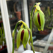 Darlingtonia californica (Cobra Lily)