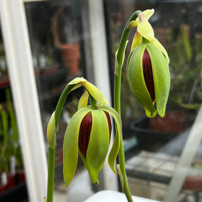 Darlingtonia californica (Cobra Lily)