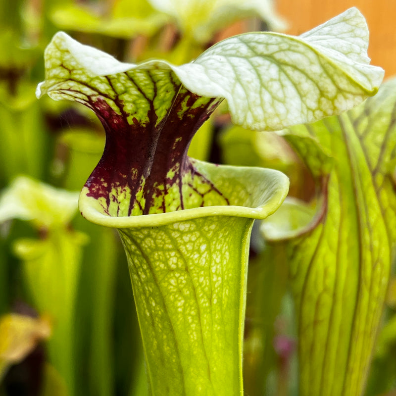 Sarracenia 'Joker'