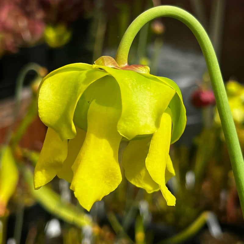 Sarracenia flava var. cuprea (Shallotte, Brunswick County, North Carolina)