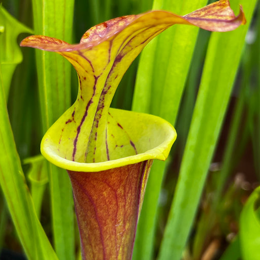 Sarracenia flava var. atropurpurea 'Waccamaw' (Green Swamp, North Carolina)