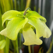Sarracenia alata var. cuprea - Copper Top MK-A67