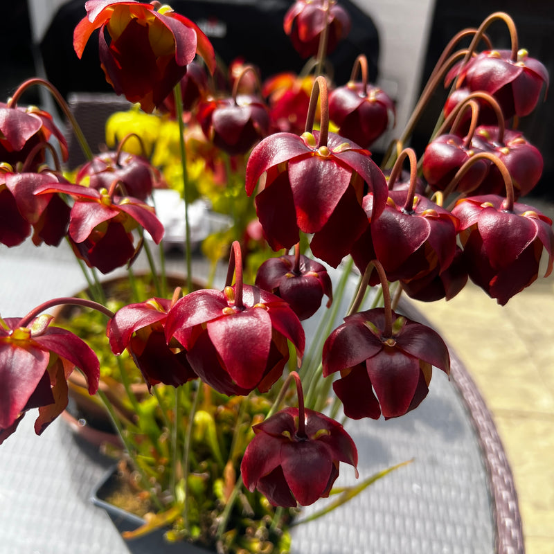 Sarracenia 'Hummer's Hammerhead'
