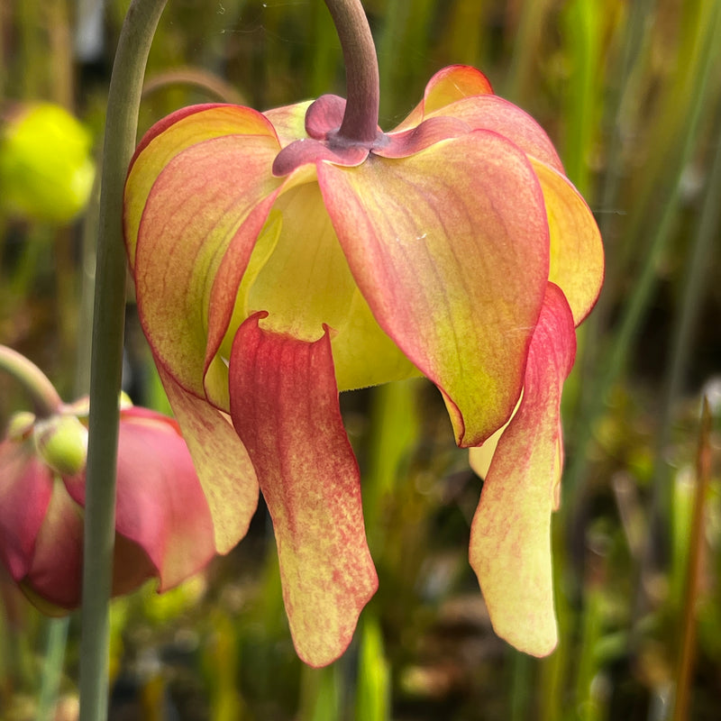 Sarracenia × moorei 'Timothy King'