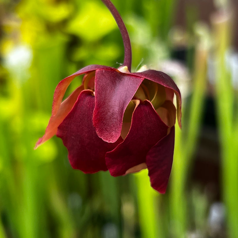 Sarracenia rubra subsp. alabamensis (ICPS Location Code AL003, Alabama) MK-RA5