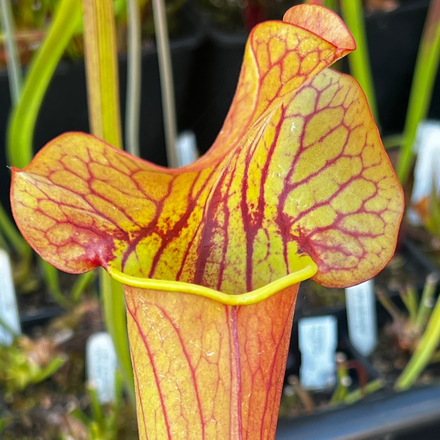 Sarracenia × catesbaei 'Bengal Tiger'
