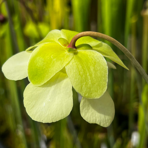Sarracenia alata var. atrorubra - Orange/ Pink (Jackson County, Mississippi)