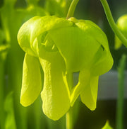 Sarracenia flava var. ornata 'Super Ornata'