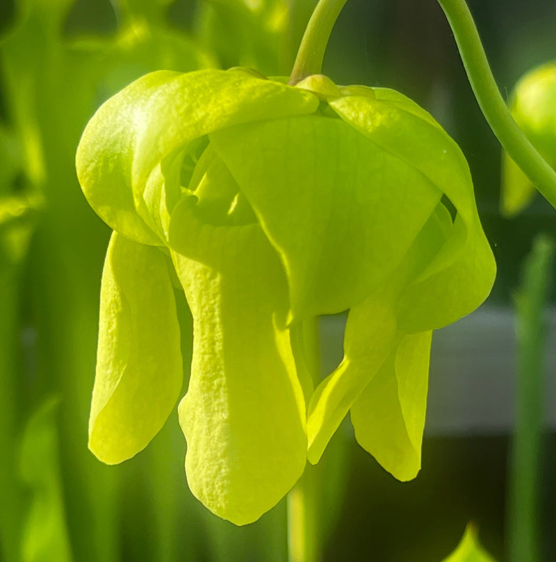 Sarracenia flava var. ornata 'Super Ornata'