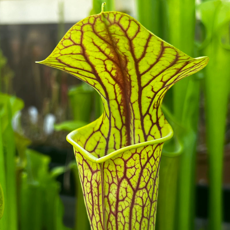 Sarracenia 'Hugh Jampton'