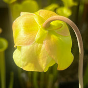 Sarracenia 'Asuka No. 16'