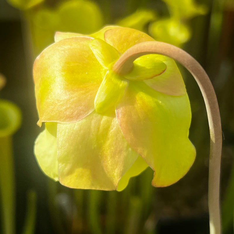 Sarracenia 'Asuka No. 16'