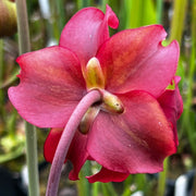 Sarracenia × excellens 'Hummer's Excellens'