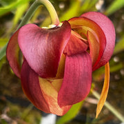 Sarracenia 'Red Sumatra'