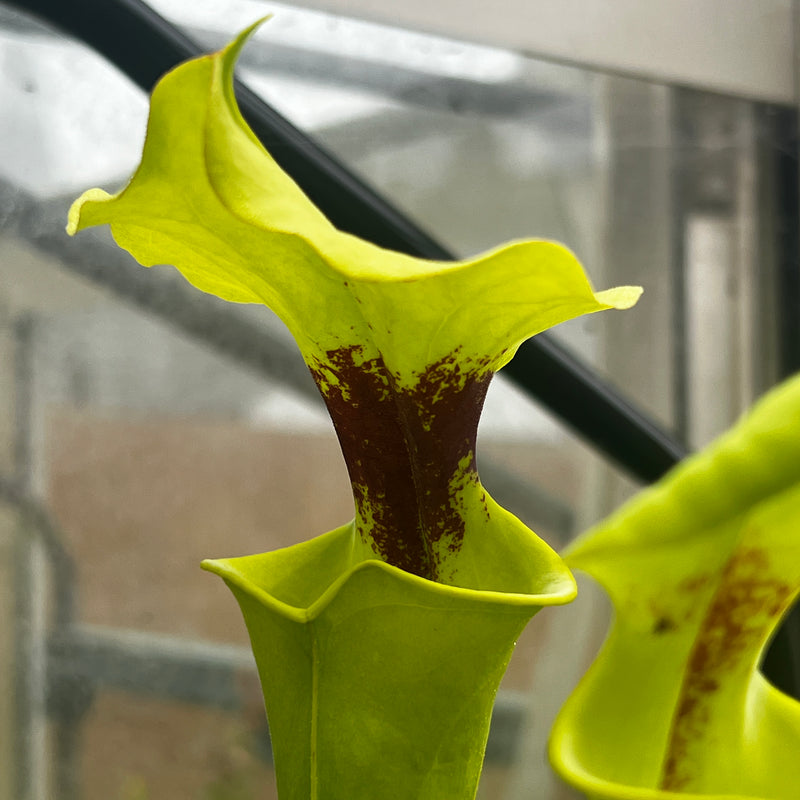 Sarracenia flava var. rugelii (Milton County, Florida) PJP-F RUG 01